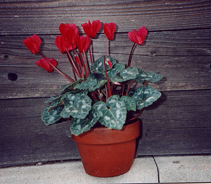 image of cyclamen